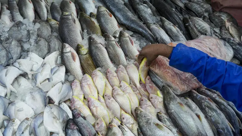 Raising Fish Yields in Reservoirs Through Cage Culture