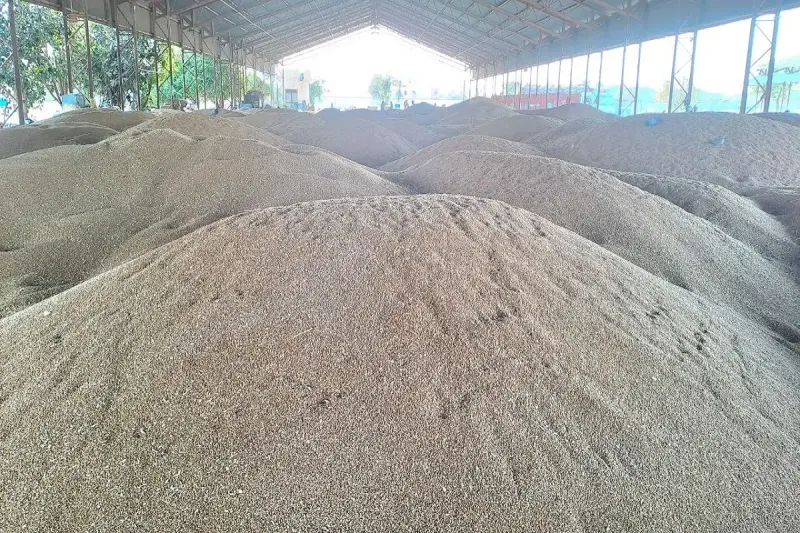 एमएसपी खरीद में धांधली नहीं, उलझन है: किसान-व्यापारी के सामने कौन सा रास्ता सही