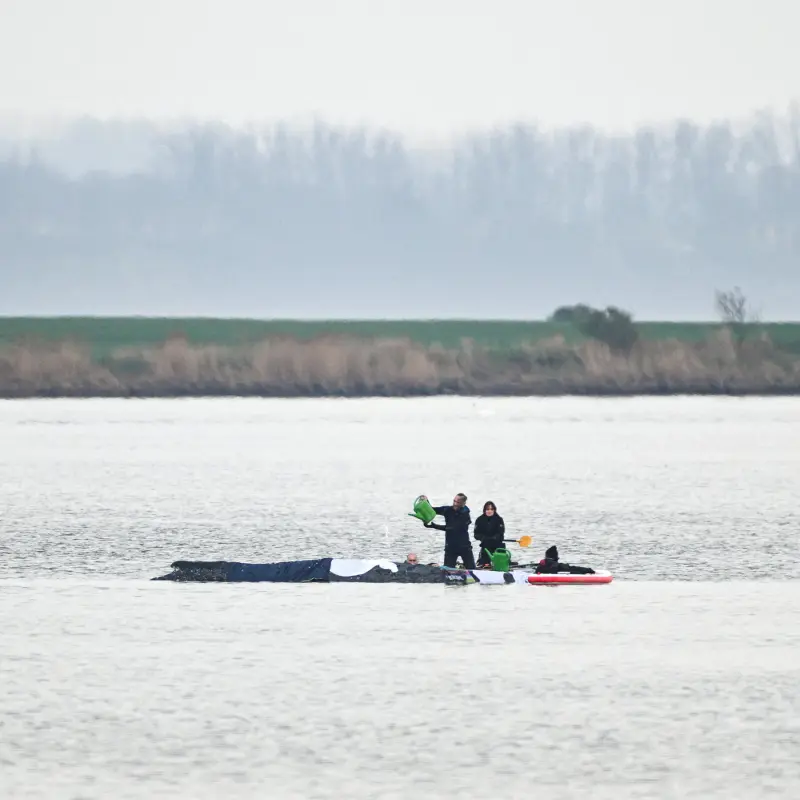 Rescuers Try to Save Timmy, a Whale Stranded Off Germany