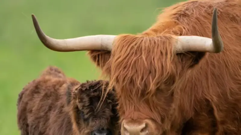 Breeding for Quietness: A UK Farmer’s Plan to Create Less Photogenic Highland C cows