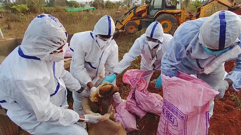 H5N1 वायरस Bengaluru के पास Hesaraghatta Poultry Centre में मिला, घबराने की जरूरत नहीं