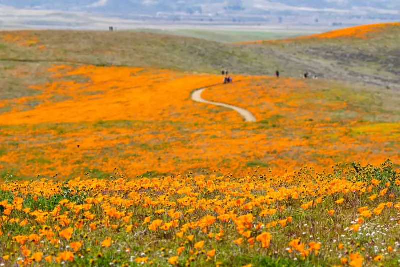 Wildflower Tourism 2026: Five Blooming Destinations to Visit This Year