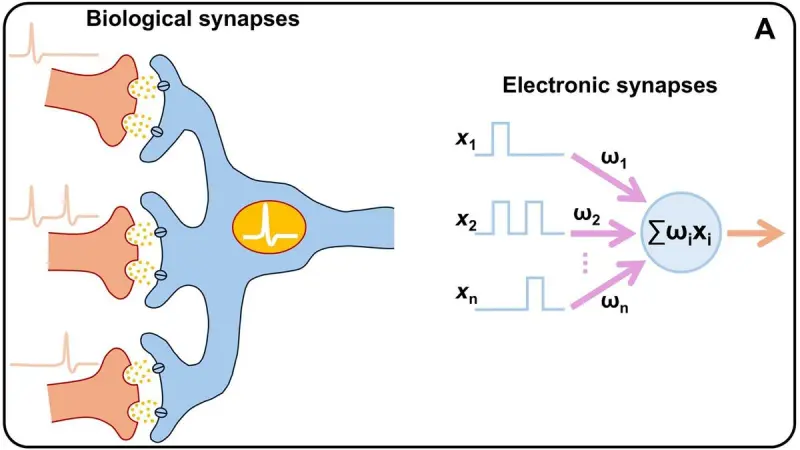 Brain-Inspired ‘Memristors’ Breakthrough: A 70% Cut in AI Energy Consumption
