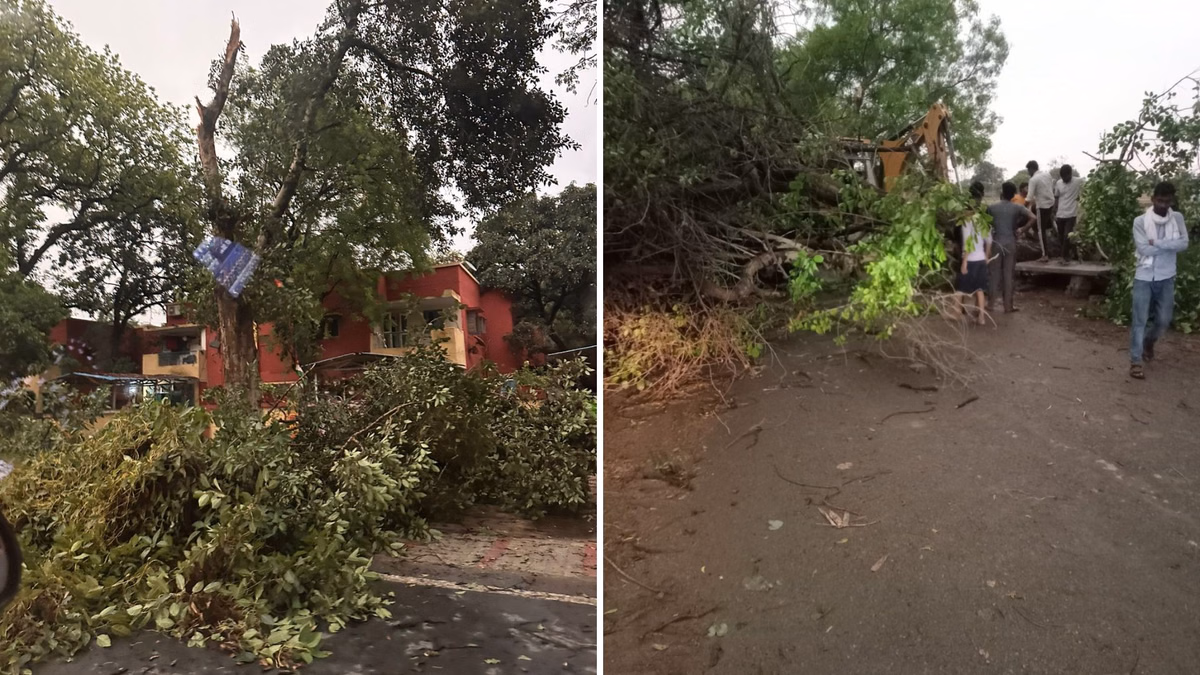 Stormy Outage: A Tree’s Fall Brings City into Darkness for Hours