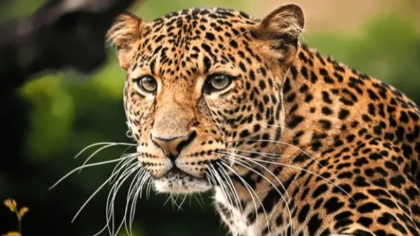 जयपुर के हाई-प्रोफ़ाइल क्षेत्र में दिखा तेंदुआ: आखिर क्यों बार-बार शहरों में प्रवेश कर रहे हैं लेपर्ड? जानें इसके पीछे के 3 प्रमुख कारण