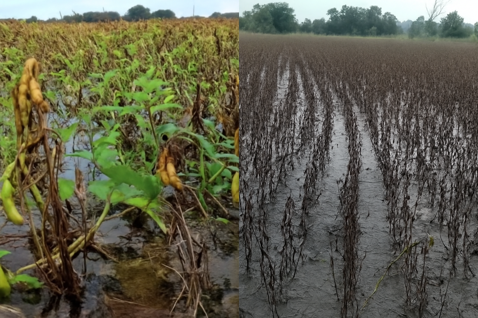 प्रतापगढ़: सोयाबीन–मूंगफली की फसल डूबने के बाद भी मुआवजा अटका, 14,000 से ज्यादा किसान इंतजार में, 1.88 करोड़ प्रीमियम कटने पर सवाल