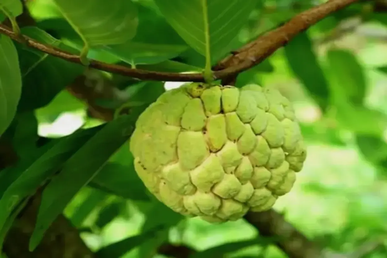 मेवाड़ के ‘ग्रीन गोल्ड’ से किसान हो रहे मालामाल, कॉस्मेटिक और आयुर्वेद में बढ़ी डिमांड, 11 जिलों में पहुंची मिठास