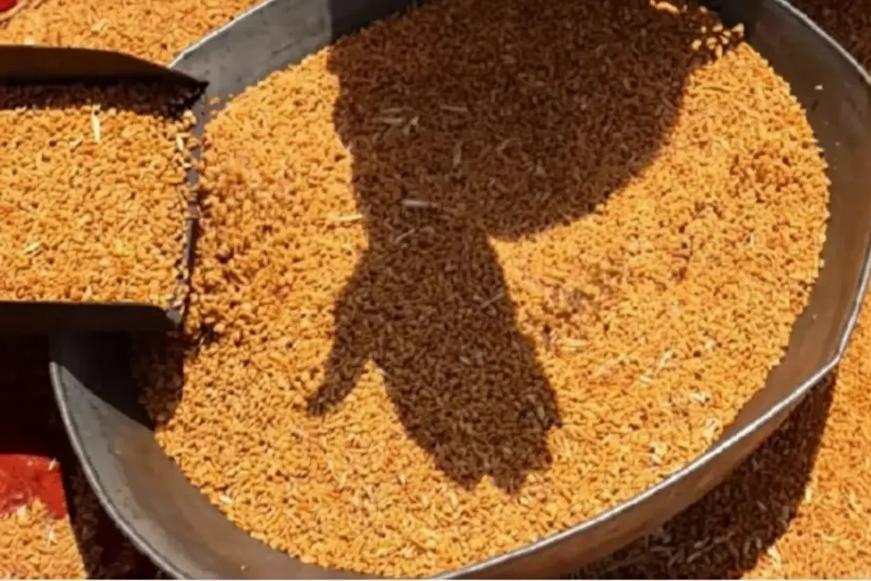 Rajasthan की गेहूं खरीदी के लिए नया शासन: किसानों के लिए मौजूद विकल्पों का विस्तृत विमेख