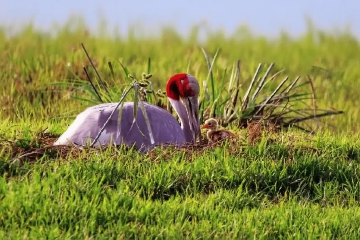 केवलादेव घना में खुशखबरी: भारतीय सारस क्रेन के घर आया नया मेहमान, वन्यजीव प्रेमियों में उत्साह