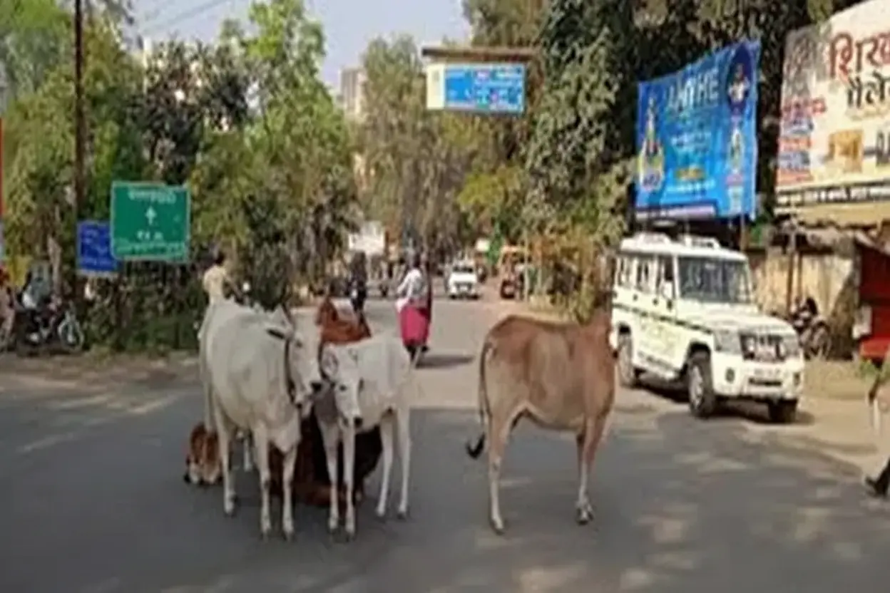 Barmer में आवारा पशुओं का संकट बढ़ता; प्रशासन मौन