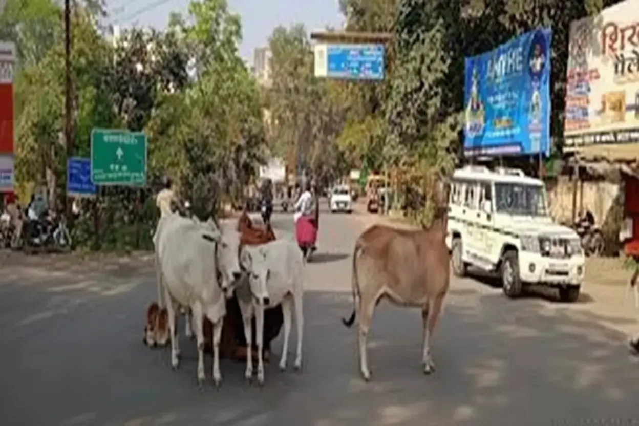 Barmer मं आवारा पशुओं की समस्या: प्रशासन और नगरपरिषद मूक दर्शक