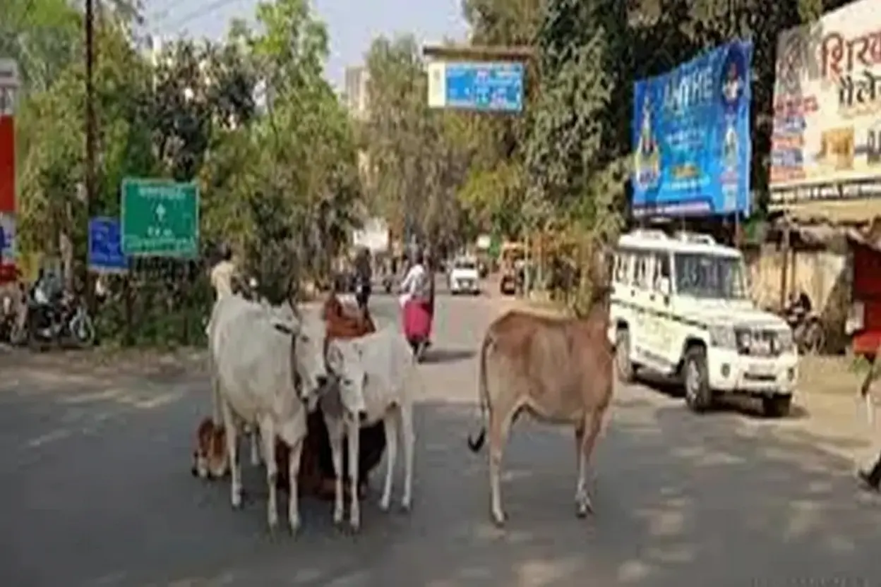बारमेर बाजारों में आवारा पशुओं का बढ़ता संकट: प्रशासन से ठोस कदमों की मांग